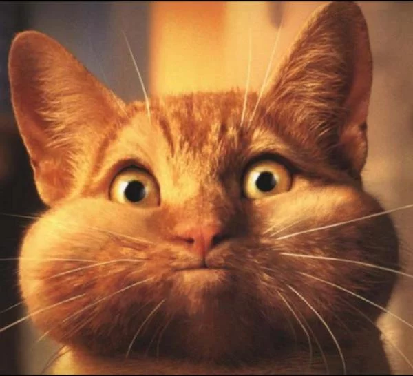 cat-lopnet.webp