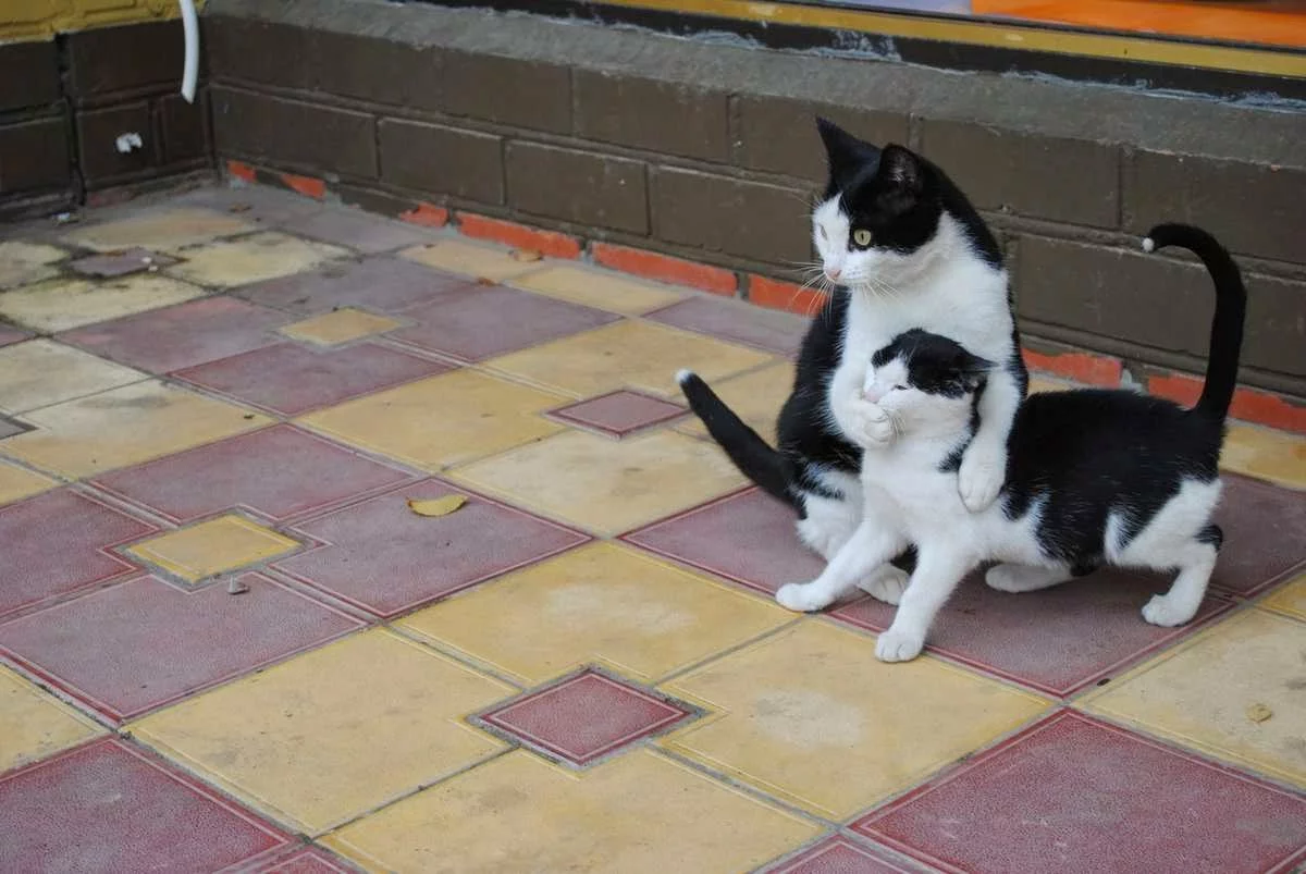 cat-pictures-077-001.webp