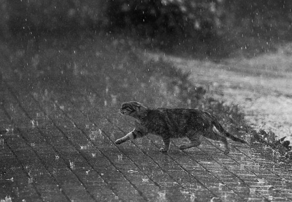 cat-rain.jpg