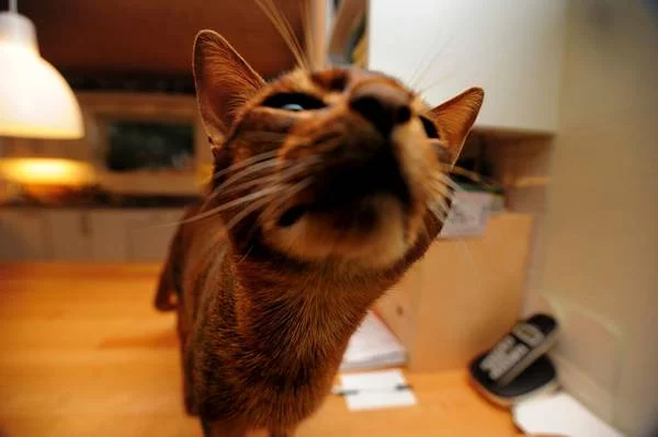 Cat-Show_9.webp