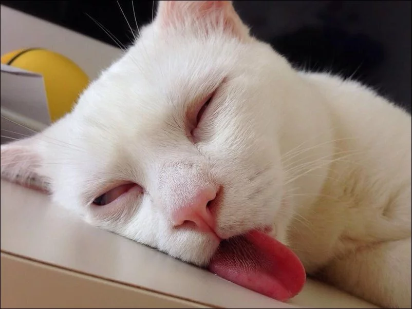 cat-sleep-face-001.webp