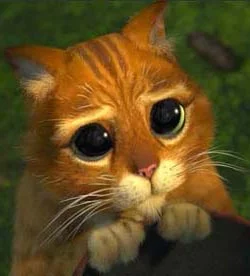 cat.webp