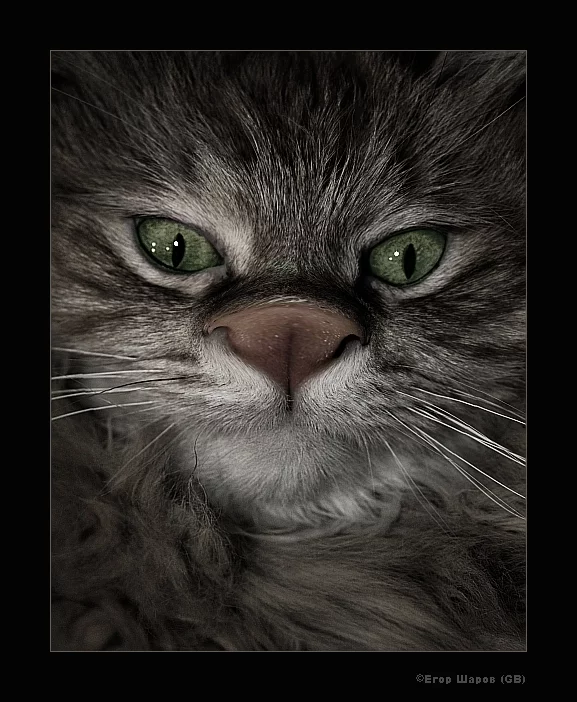 cat.webp