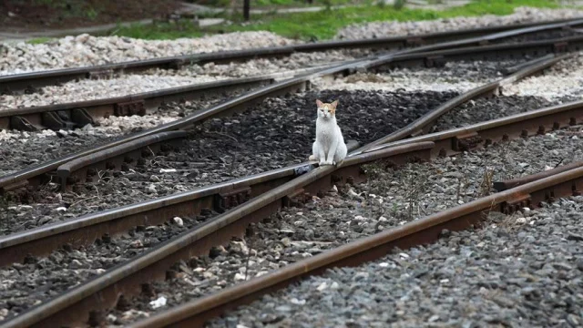 cat.webp