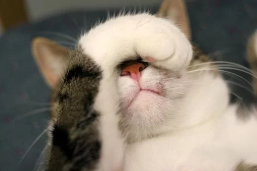 cat+white.webp