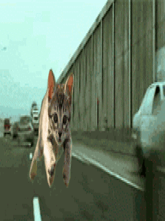 cat01.gif