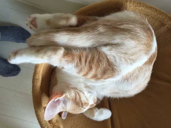 cat150715_02.webp