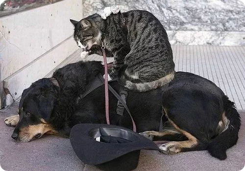 cat_and_dog_3_35.webp