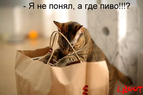 cat_beer.webp