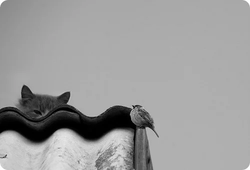 cat_camouflage_04.webp