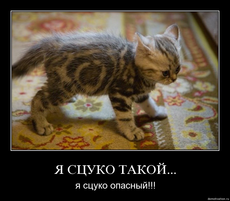 cat_demotivator.jpg