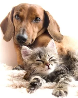 cat_dog.webp