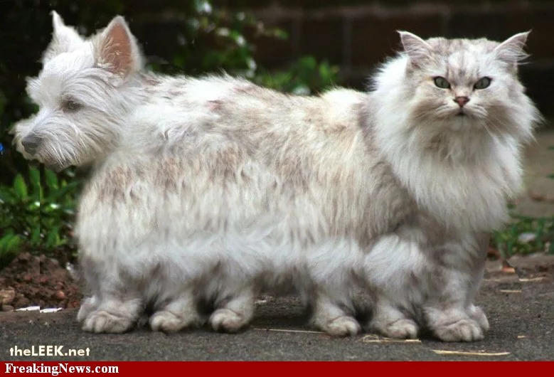 Cat_Dog_11073.webp