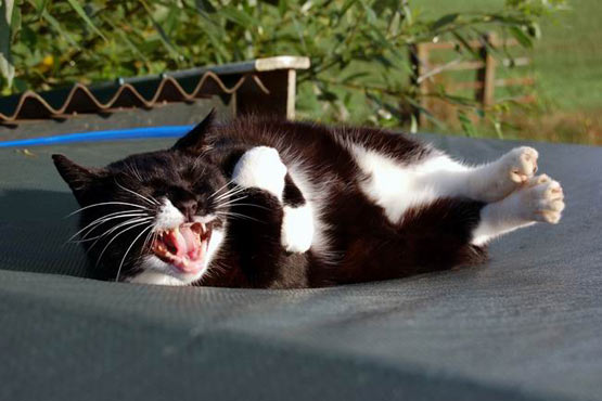 cat_laughing_out_loud.jpg