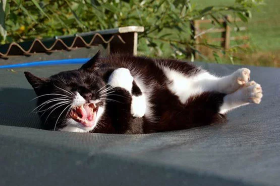 cat_laughing_out_loud.webp