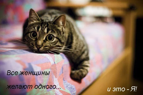 cat_man.webp
