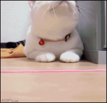 cat_teased.gif