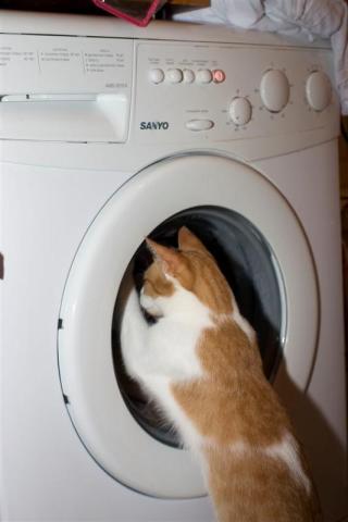 cat_wash.jpg