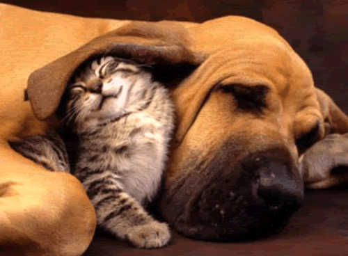 catanddogcuddle.gif