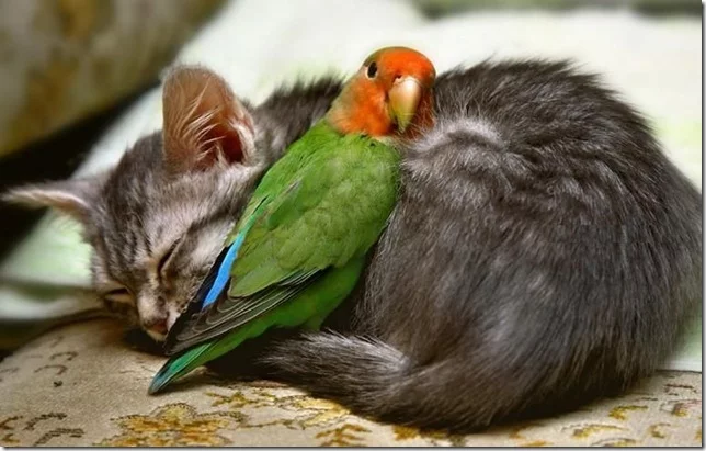 catandparrot_6.webp