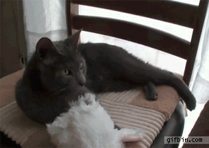 catbunnyhat.gif