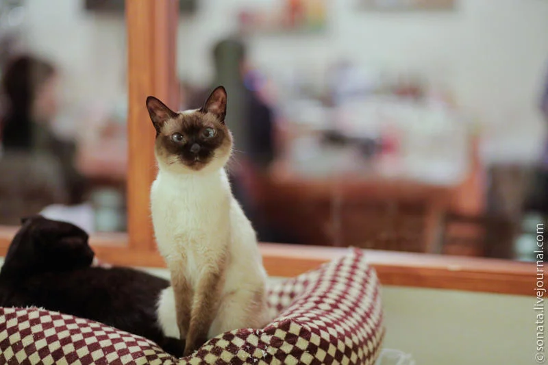 catcafe05.webp