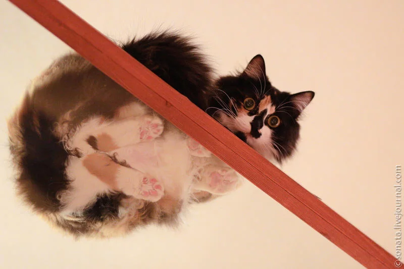 catcafe14.webp