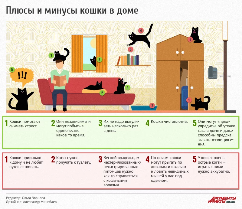 catindahouse-infogr.webp