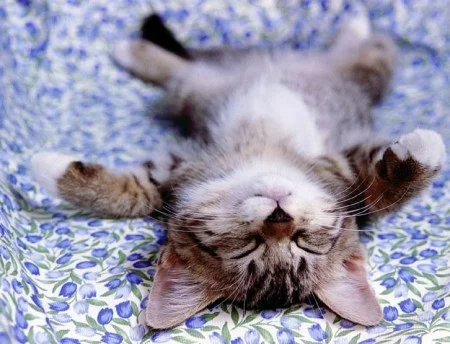 catprikol0036.webp