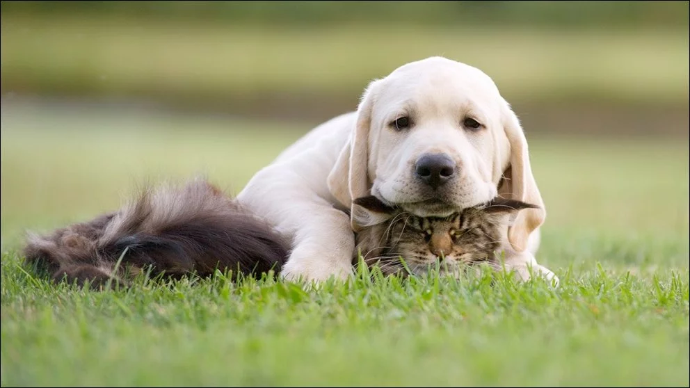 cats-and-dogs-024.webp