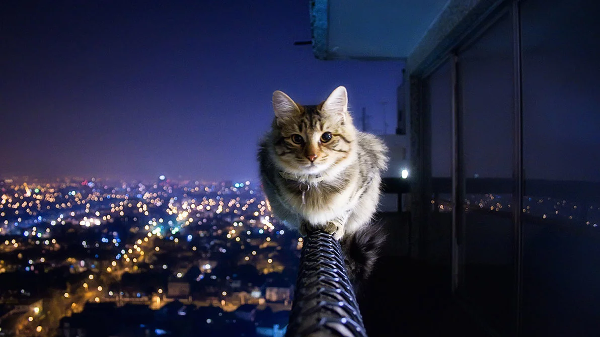 Cats-City-Wallpaper-High-Quality.webp