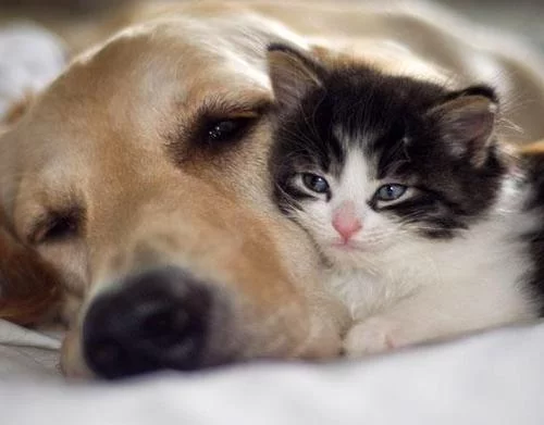 cats-dogs-friends-not-foes-large-msg-136097539656.webp