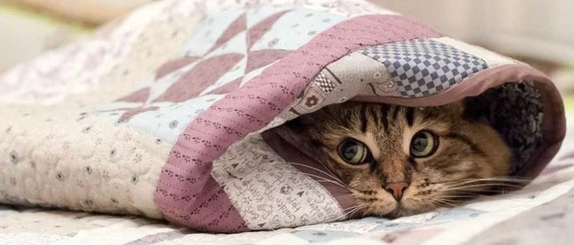 cats-fear.webp