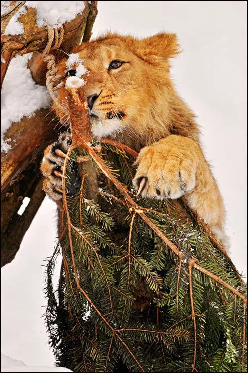 cats_02169_035.webp