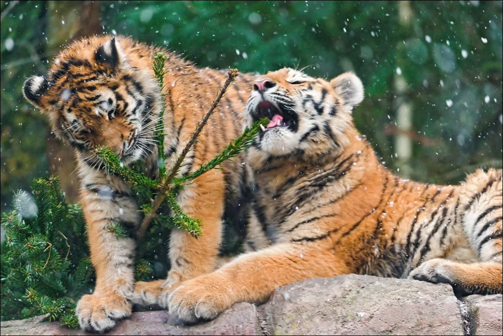 cats_02169_036.webp