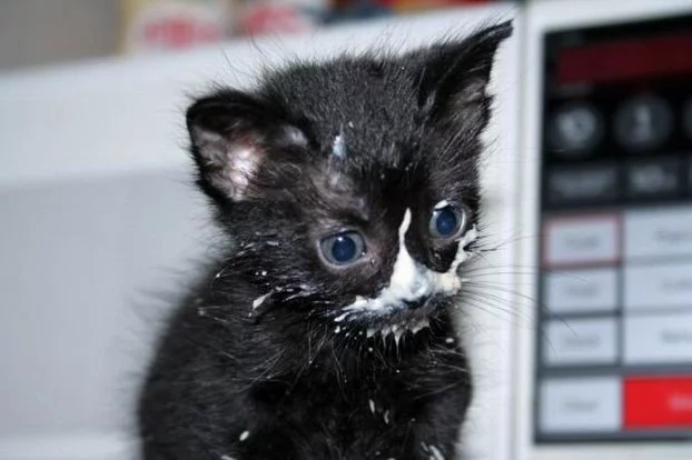 cats_080.jpg