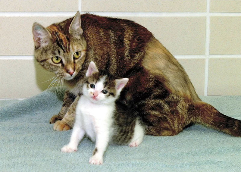cats_gene_10_800.webp