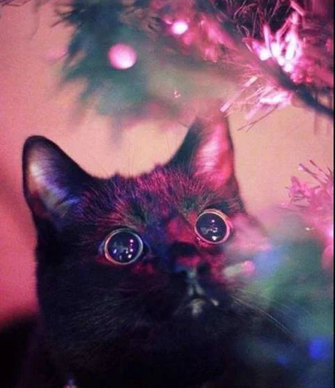 cats_in_christmas_trees_12.webp
