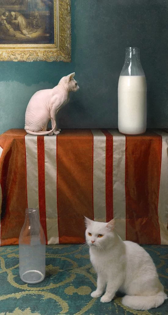cats_pics_collection_64.webp