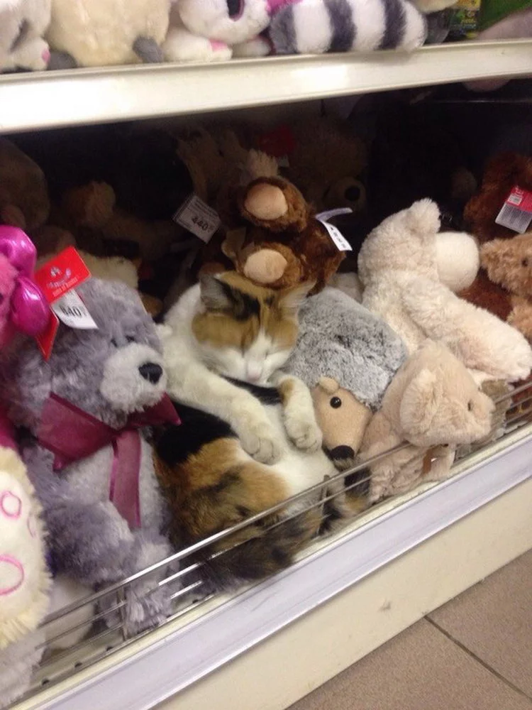 catsmob_daily_picdump_4826_022.webp