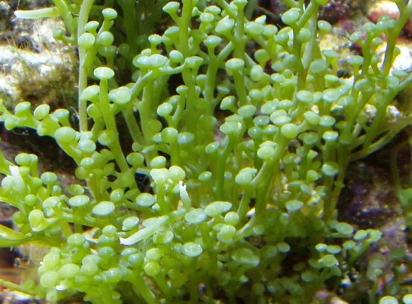 caulerpa31.webp