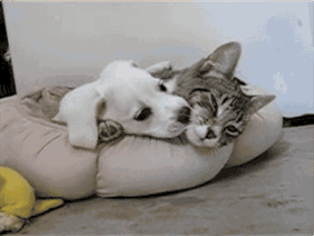 cb1jcd.gif