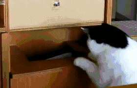 cbag6j.gif