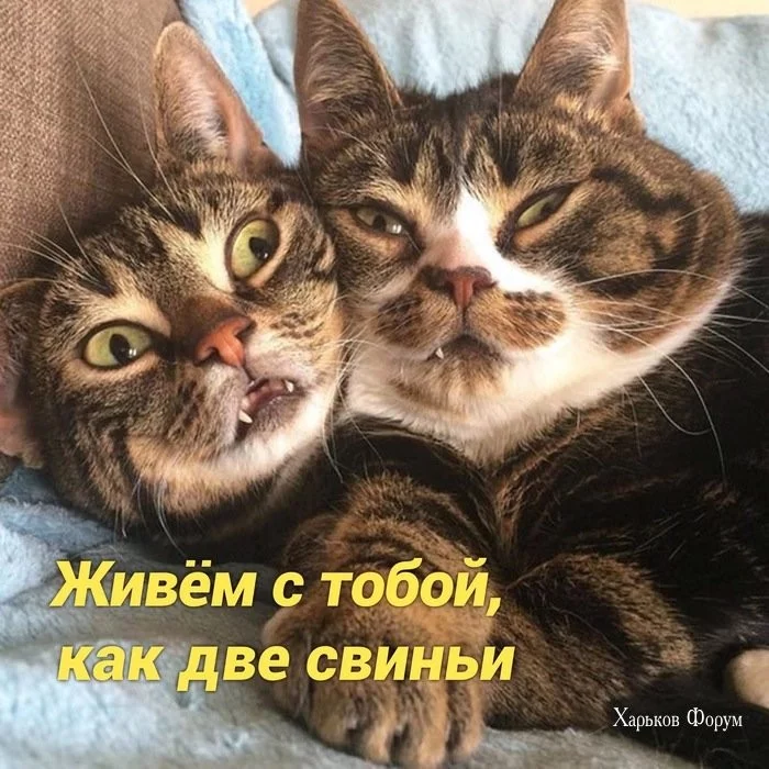 cbc14db30911e4d4720.webp