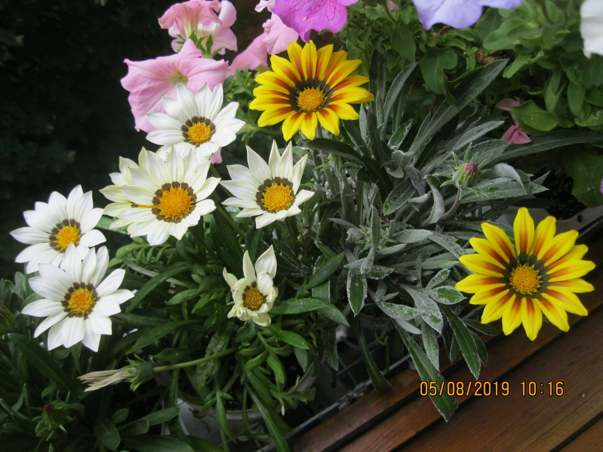cbcc8f.webp