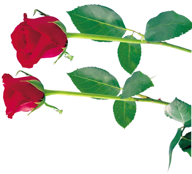 cbf8b2b1cfc0f1baf6c19e1115cb7d06.webp