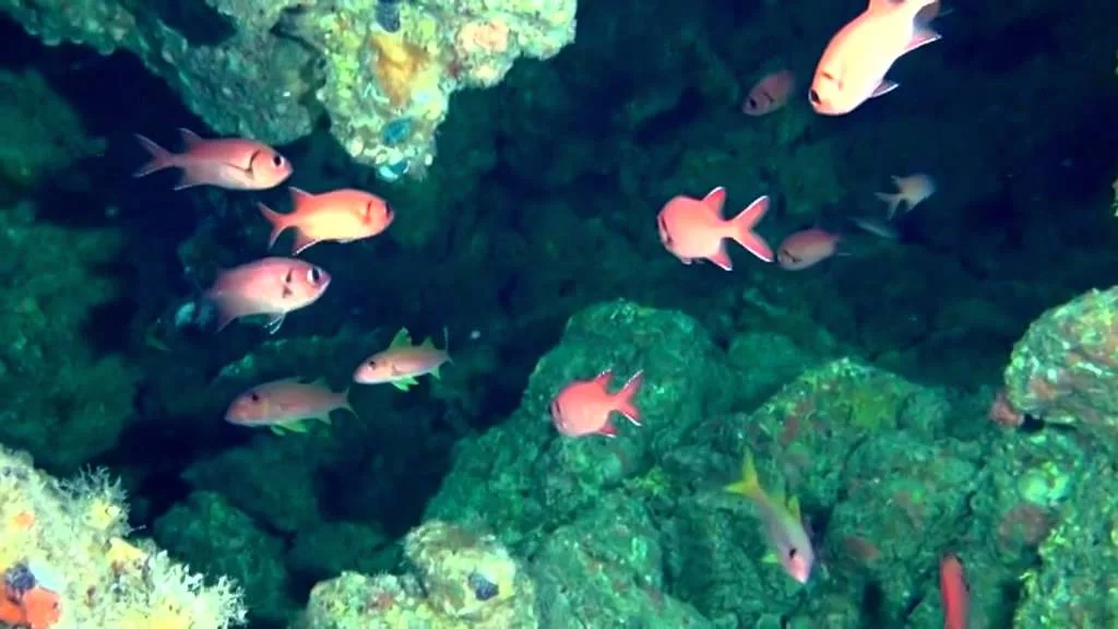 cbff7h.webp
