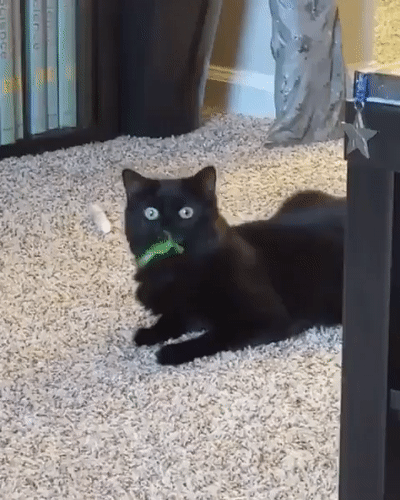 cc087effabe1a80da44.gif