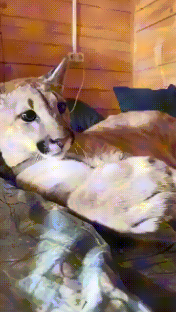 cc42384c47e84153ee7056.gif