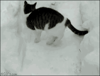 ccb3315c05431de09df31346.gif